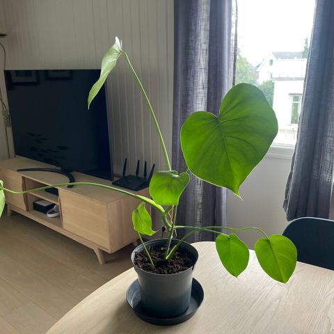 Monstera