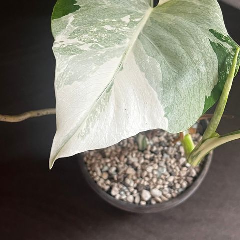 Monstera variegata plante, 3 blad (1 på vei)