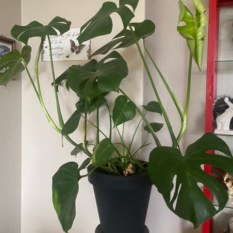 Monstera