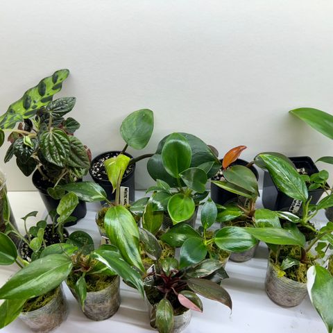 Mye forskjellige planter, 50kr stk