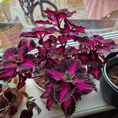 Coleus og Husvandrer