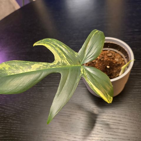 Philodendron Florida Beauty hel plante