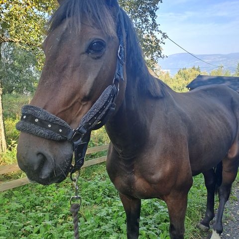 Hest på helfór (og evt kjøpe senere tidspunkt) ønskes