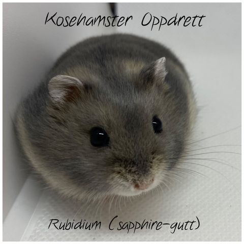 Renartet vinterhvit dverghamster unge m/stamtavler fra Kosehamster oppdrett