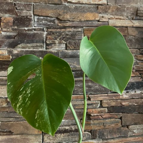 Monstera Variegata