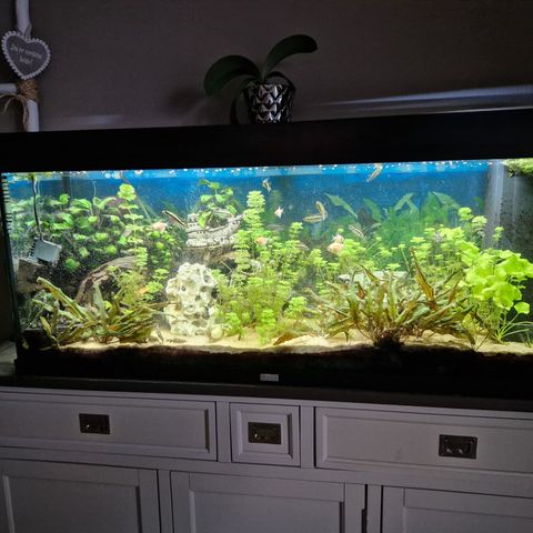 Rio 240 liter akvarium