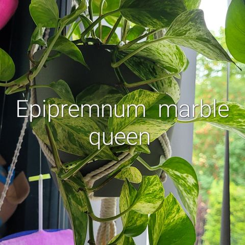 Epipremnum marblequeen planter