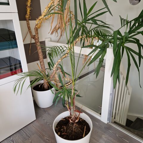 Innepotte med plante