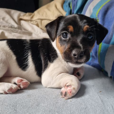 Nydelig Dansk-svensk gårdshund og Jack Russell Terrier valp