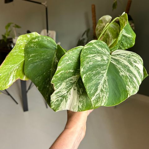 Monstera Variegata Stiklinger