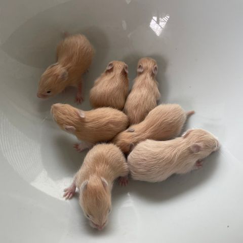 Hamsteriet hamsteroppdrett har fått kull med syrisk hamster