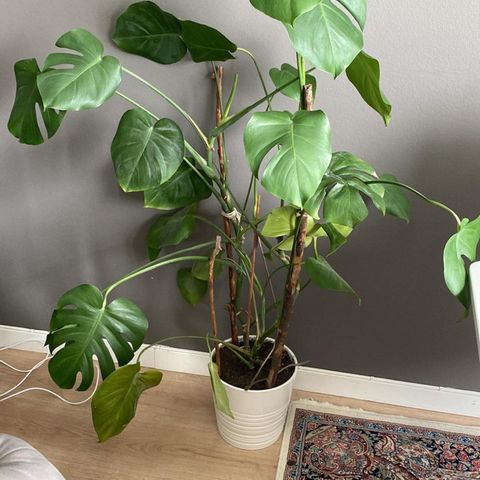 Monstera plante