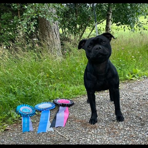 Staffordshire bull terrier valper selges