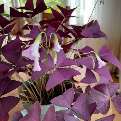 Stor oxalis plante