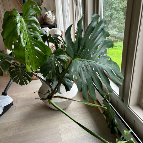 Monstera