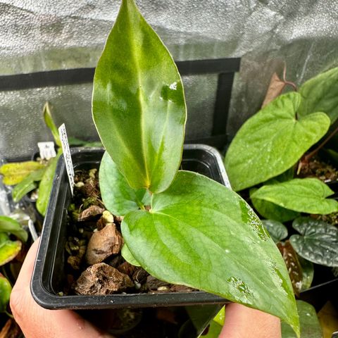 Anthurium crystalmag x sp. Napo - fra frø!