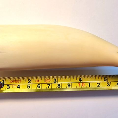 Hvaltann, 215 g, 14,5 cm. Antikk