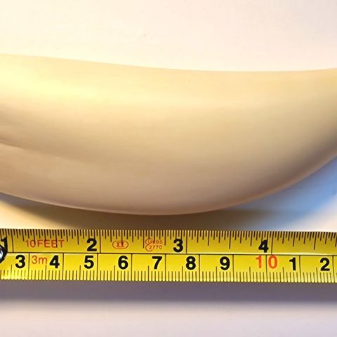 Hvaltann, 215 g, 14,5 cm. Antikk