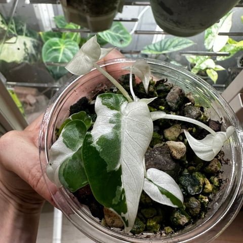 Alocasia Okinawa Silver