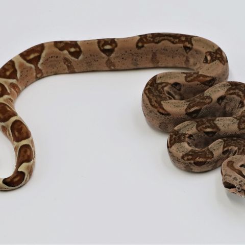 0.1 hypo boa constrictor