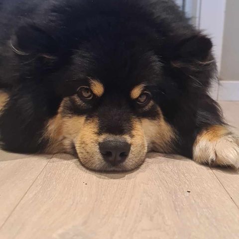 Finsk lapphund vurderes omplassert