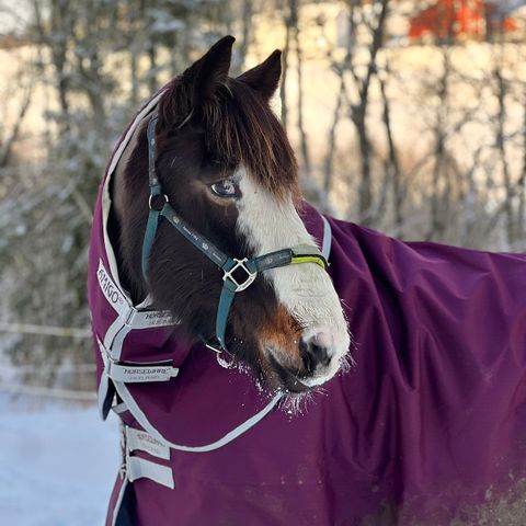 Stalldekken 135 ønskes kjøpt!