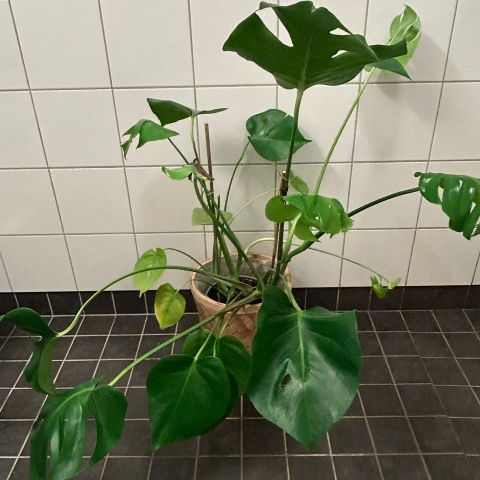 Monstera med flettet kurvpotte