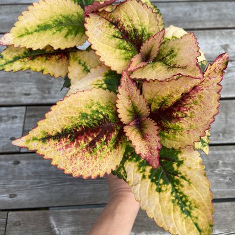 Coleus NN Magic Mike 💕