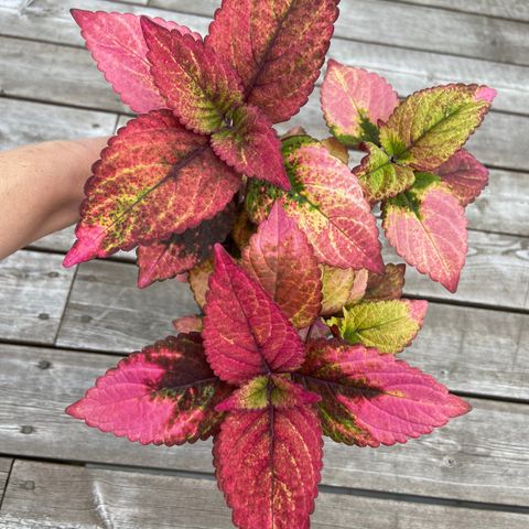 Coleus Amazonia 💕 foreløpig utsolgt. Kan sette opp på liste.