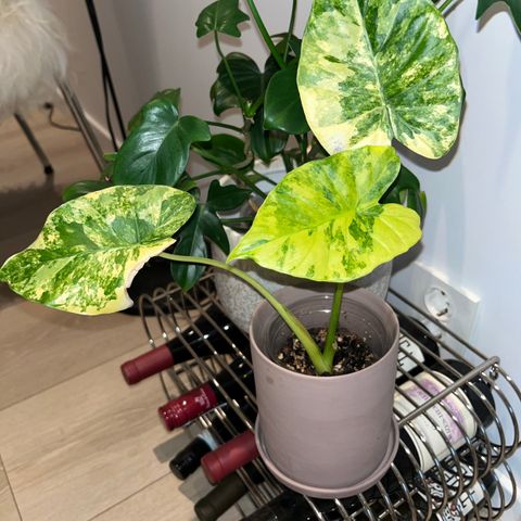 Alocasia Gageana Aurea Variegata