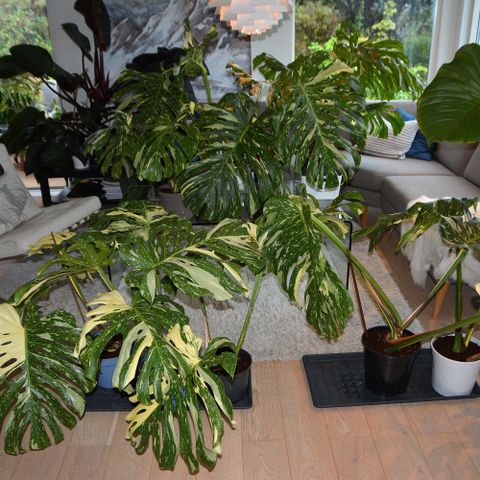 Monstera deliciosa 'Thai Constellation'