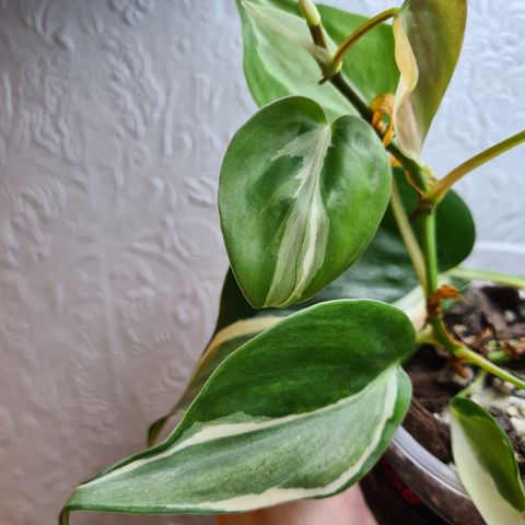 Philodendron hederaceum rio