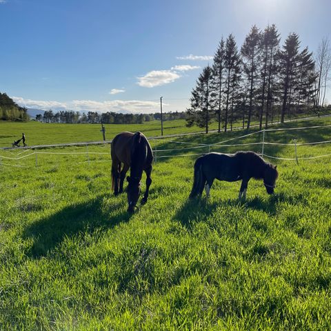 Snill Spranghest ønskes kjøpt!