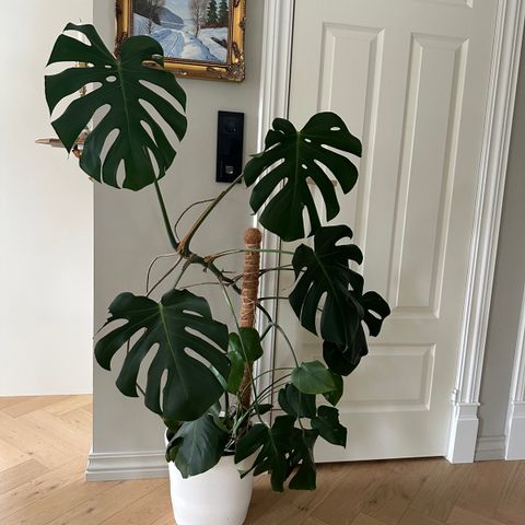 Stor monstera m/potte