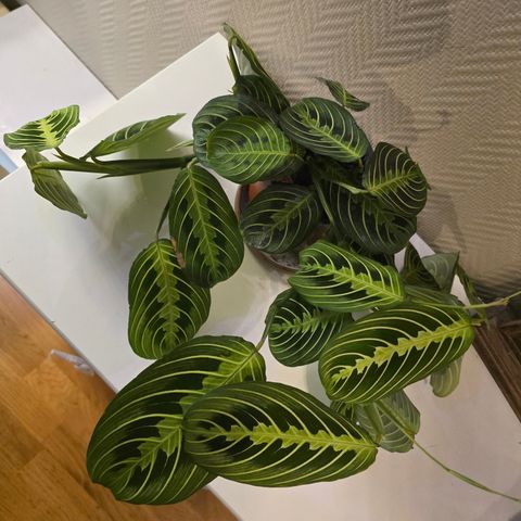 Maranta Lemon Lime