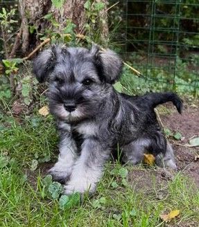 Dvergschnauzer, salt/ pepper ( røytefri rase)