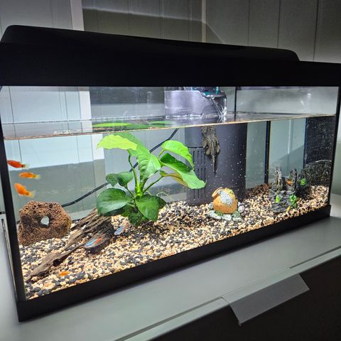 Akvarium 60 liter med fisk og utstyr