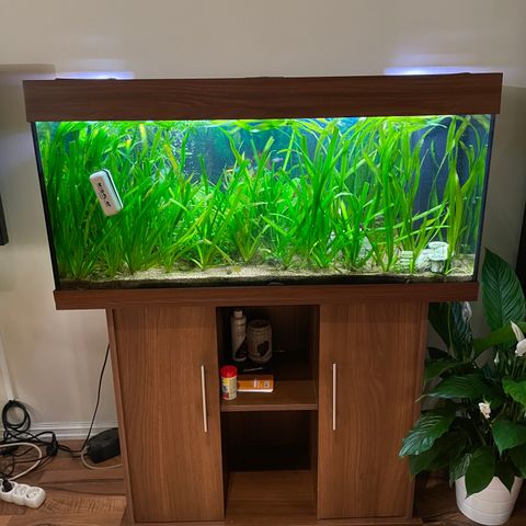 Juwel 180L akvarium