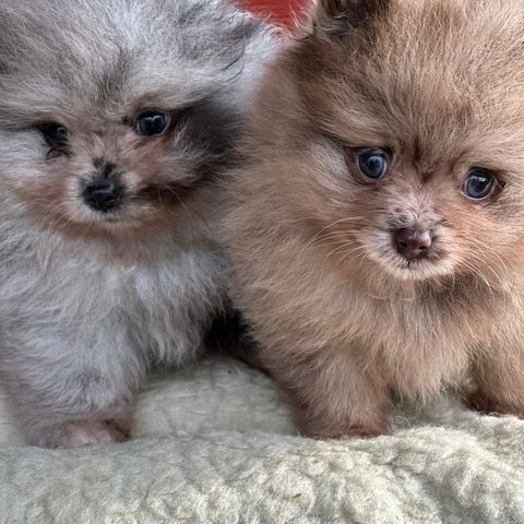 Pomeranian