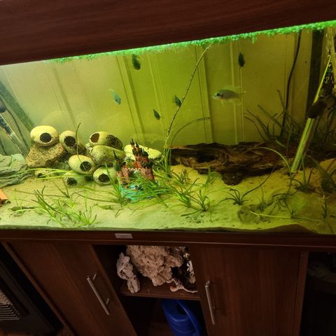 180L juvel akvarie