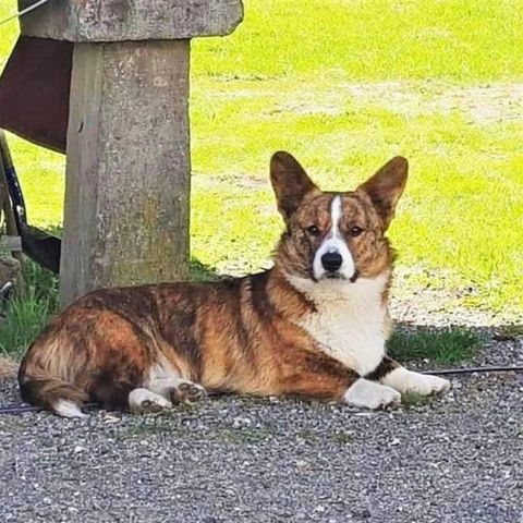 Welsh Cardigan Corgi- Tispe