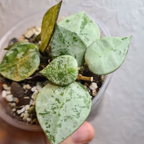 Hoya eskimo