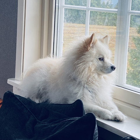 Nydelig Fox Pomeranian trenger nytt hjem.