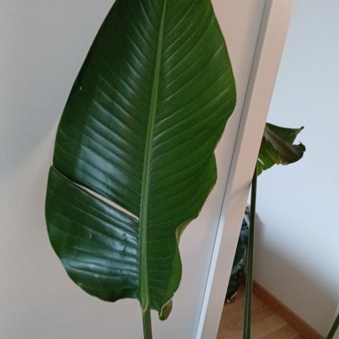 stor grønnplante Strelitzia