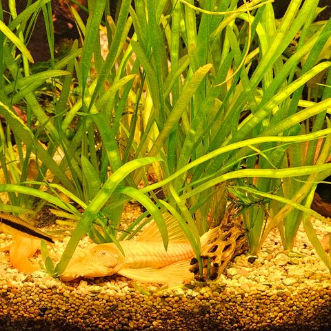 Vallisneria