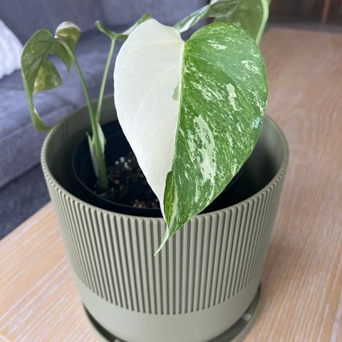 Monstera Variegata plante