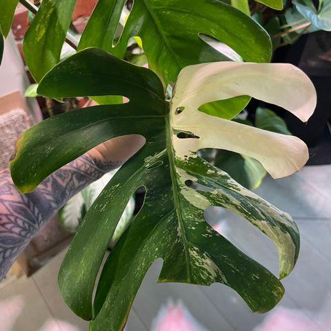 Monstera variagata