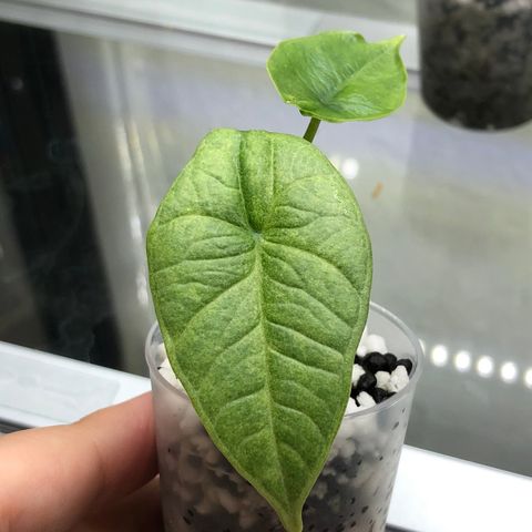 Alocasia Bisma/Platinum Mint