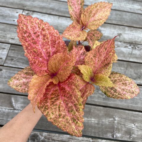 Coleus NN Peach Melba