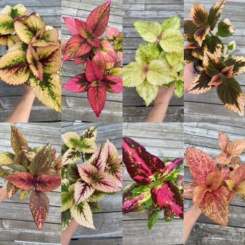 Coleus, mange fine sorter 💕